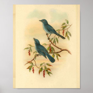 Poster Copie vintage d'oiseau bleu du FLYCATCHER de