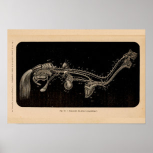 Poster Copie vintage française d'anatomie de nerf de