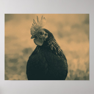 Poster Coq à Sepia