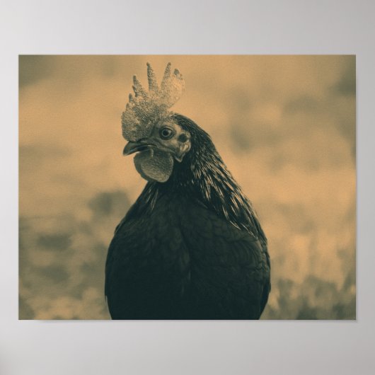 Poster Coq à Sepia (Devant)