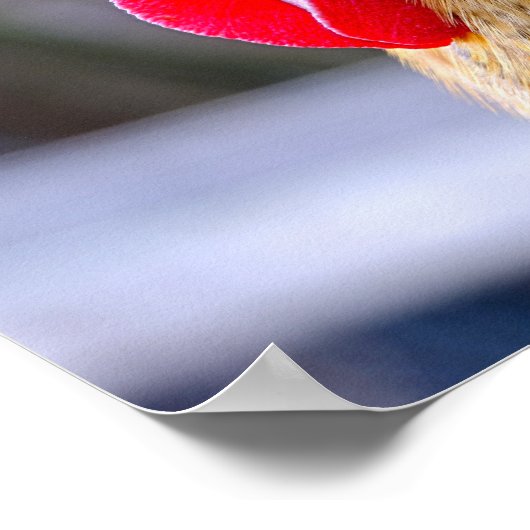Poster Coq avec Cockscomb (Coin)