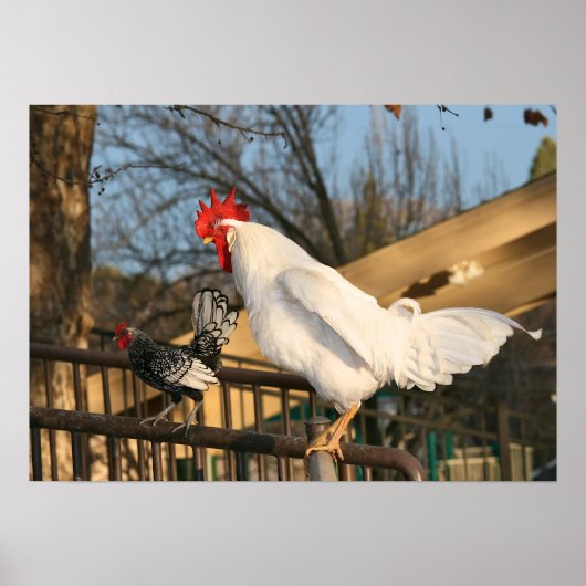 Poster Coq "Bantam & Sebright" (Devant)
