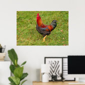 Poster Coq (coq) (Bureau à domicile)