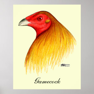 Poster Coq de combat doublé