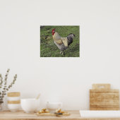 Poster coq de croix de sussex léger (Cuisine)