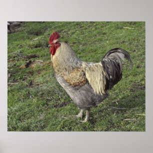 Poster coq de croix de sussex léger