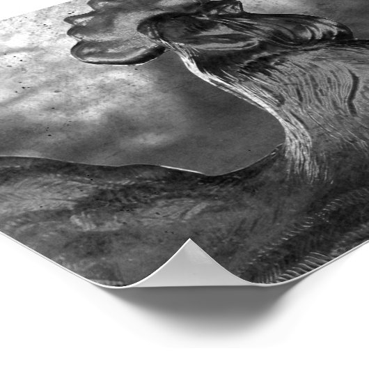 Poster Coq de verre (Coin)