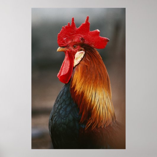 Poster Coq domestique de basse-cour (Devant)
