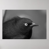 Poster Coq effrayant oiseau (Devant)