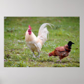 Poster Coq et poule (Devant)