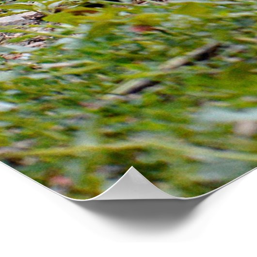 Poster Coq et poule (Coin)