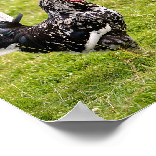 Poster Coq et poule sur herbe (Coin)