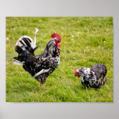 Poster Coq et poule sur herbe (Devant)
