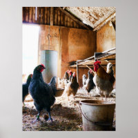 Coq et poules à l'intérieur de la grange