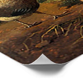 Poster Coq et poulets (Coin)