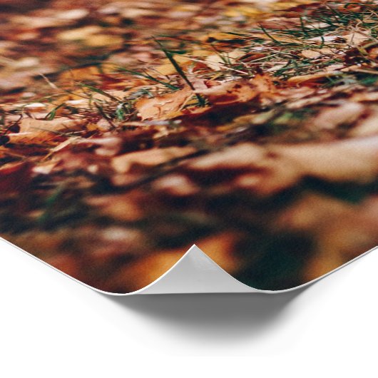 Poster Coq noir et blanc avec deux poules dans la nature (Coin)