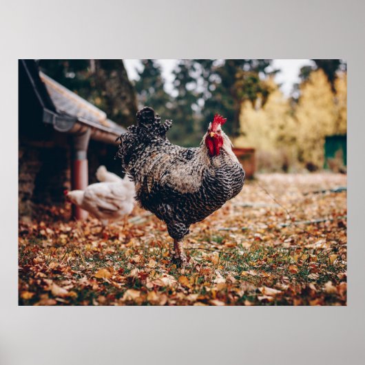 Poster Coq noir et blanc avec deux poules dans la nature (Devant)