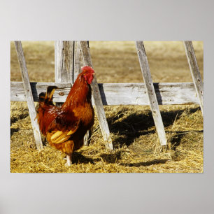Poster Coq Rhode Island Red