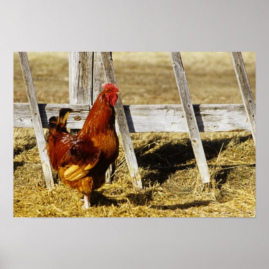Poster Coq Rhode Island Red (Devant)