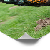 Poster Coq rouge et noir (Coin)