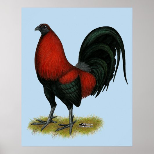 Poster Coq Rouge Noir BB Américain (Devant)