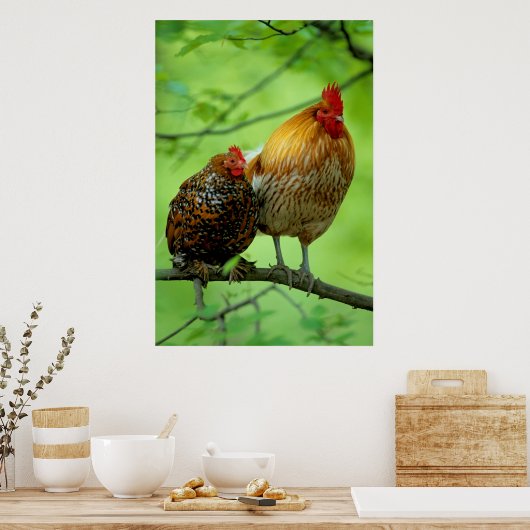 Poster Coqs avec poule sur Ast, New Hampshire, poulet dom (Cuisine)