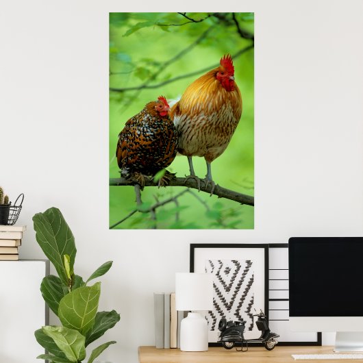 Poster Coqs avec poule sur Ast, New Hampshire, poulet dom (Bureau à domicile)