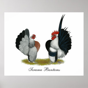Poster Coqs nains de Serama