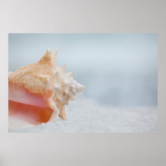 Poster Coque conique | Floride (Devant)