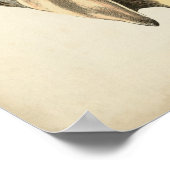 Poster Coque vintage Sepia Conch (Coin)