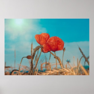 Poster Coquelicot -