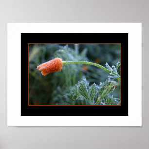 Poster Coquelicot de Californie légèrement givré