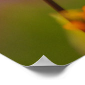 Poster coquelicot et rose (Coin)