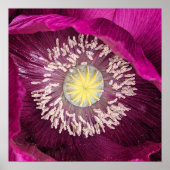 Poster Coquelicot Oriental Fleural Rose Foncé (Devant)