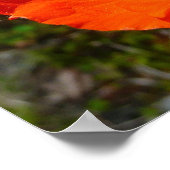Poster Coquelicot Rouge d'Alaska Fleur Colorée (Coin)