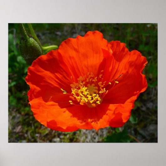 Poster Coquelicot Rouge d'Alaska Fleur Colorée (Devant)
