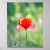 Poster Coquelicot Rouge Éclatant (Devant)