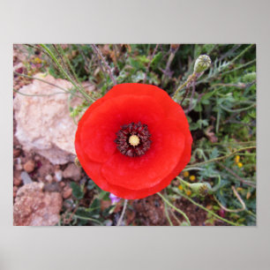 Poster Coquelicot sauvage