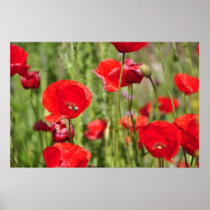 Poster Coquelicots