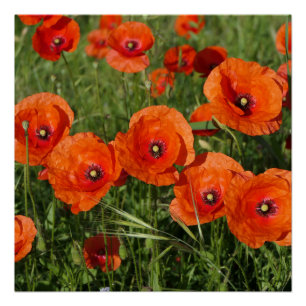 Poster Coquelicots communs