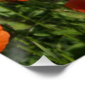 Poster Coquelicots communs (Coin)