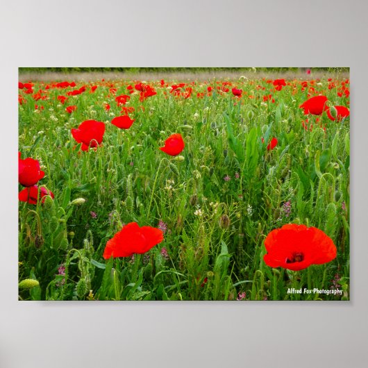 Poster Coquelicots et Fleurs Sauvages (Devant)