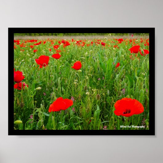 Poster Coquelicots et Fleurs Sauvages (Devant)