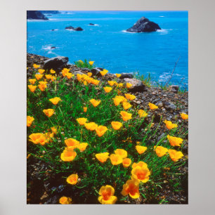Poster Coquelicots le long de la côte Pacifique