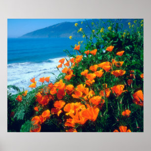 Poster Coquelicots le long de la côte Pacifique près de B