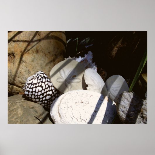 Poster Coques (Devant)