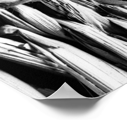 Poster Coques (Coin)