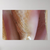 Poster Coques conch (Devant)