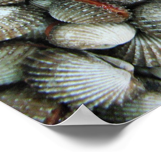 Poster Coques de coques de sang (Coin)