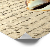 Poster Coques de cowrie (Coin)